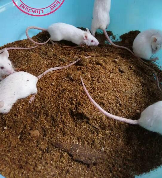 小白鼠养殖视频,从视频中学到的养殖技巧与经验
