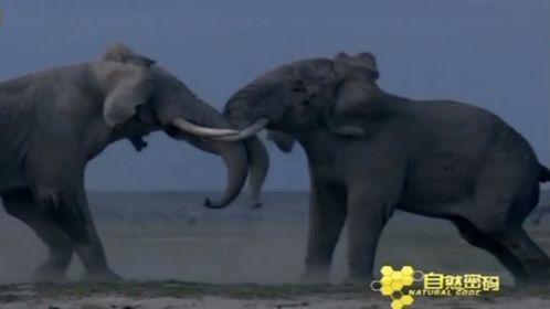 给大象揉篮子视频