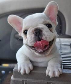 训法斗视频,训法斗视频精彩瞬间回顾