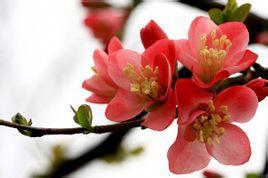 春潮烂漫海棠红视频,视频中的浪漫春日画卷